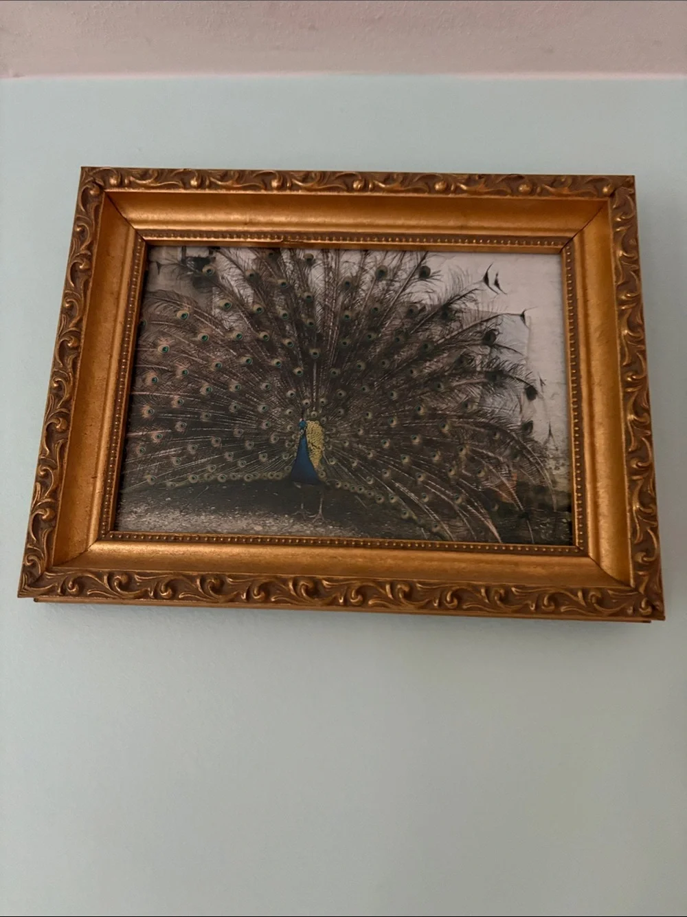 Gold Framed Peacock Photograph Original (Real Peacock)